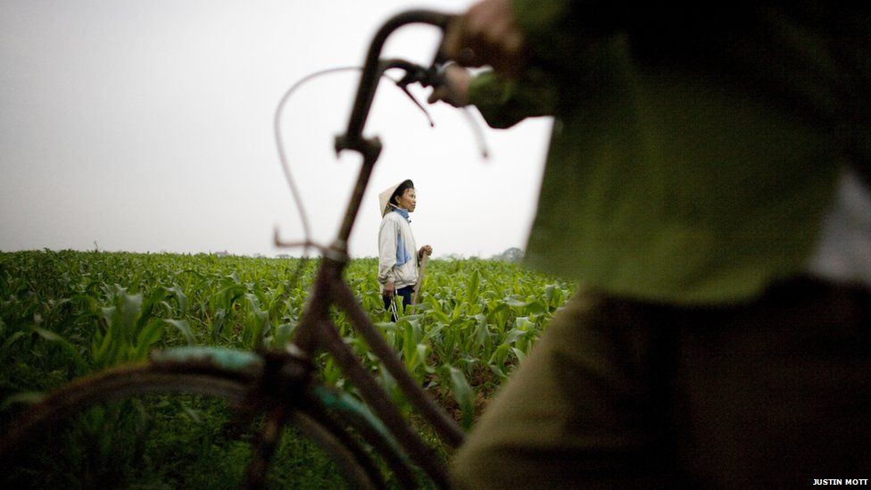 A farmer works in a corn field in Xuan Canh village near Hanoi, Vietnam.