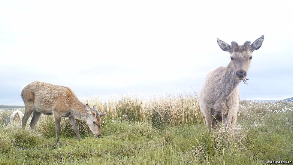 Bog life: Animals photographed on RSPB reserve - BBC News