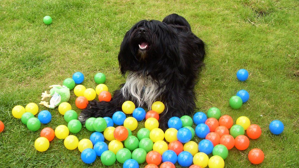 Dog surrounded by plastic balls in the garden