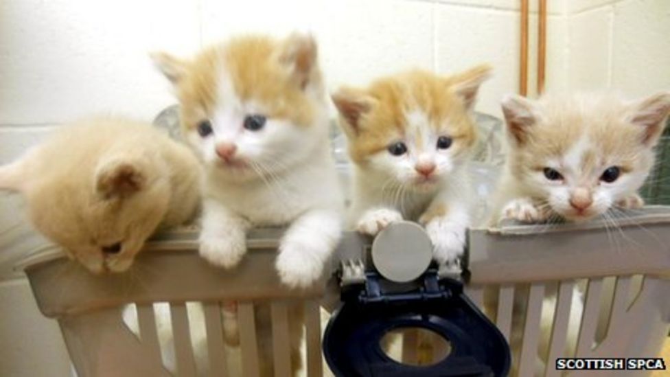 Kittens found in air conditioning unit in Aberdeenshire BBC News