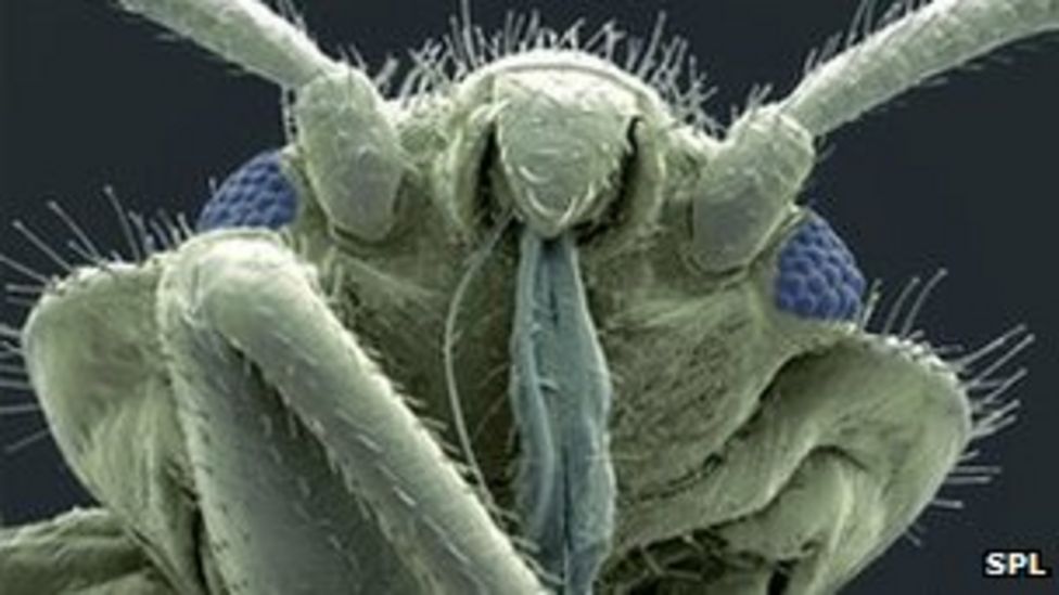 New trap and lure design to catch bed bugs BBC News