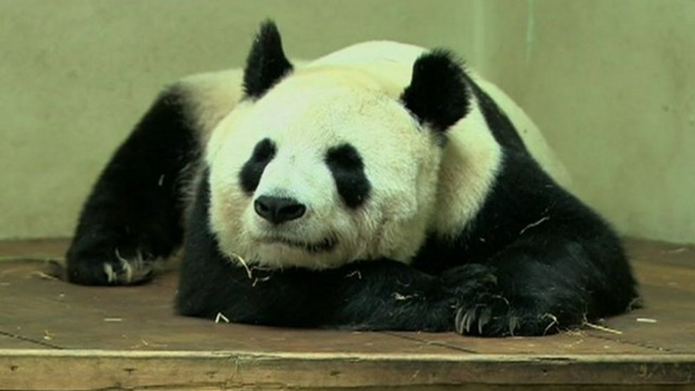 Edinburgh Zoo experts hopeful of panda cub birth - BBC News