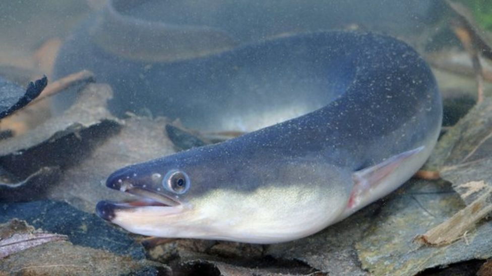 Electric eels 'remotely control their prey' BBC News