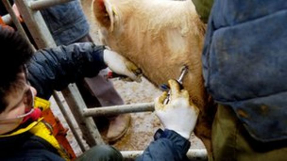 tb-farmers-face-new-cattle-controls-bbc-news