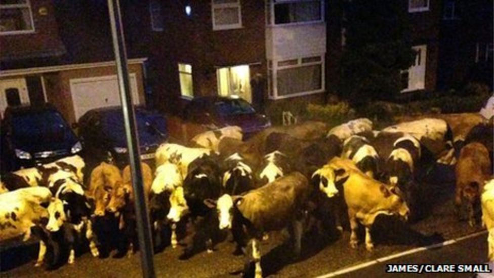 Herd of cows from Stockport farm head to housing estate BBC News