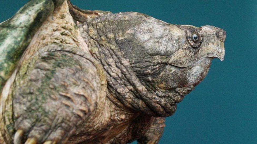 Invasive alligator snapping turtle found in Cumbria - BBC News