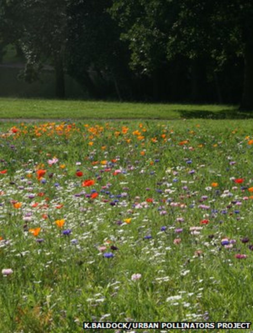 UK urban meadows hope to help pollinators get buzzing BBC News