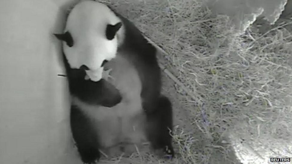 Giant Panda Yang Yang Gives Birth In Vienna - Bbc News