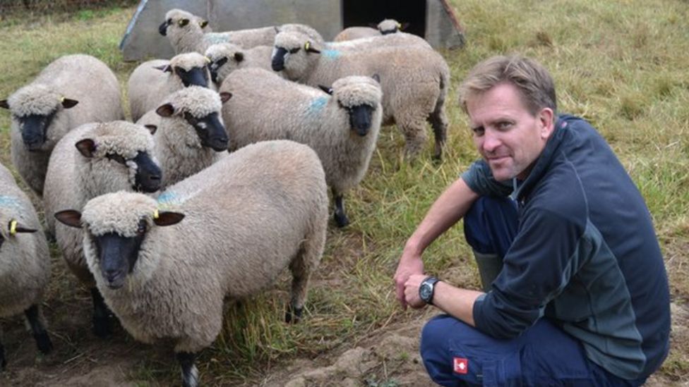 Guernsey cider company in second sheep trial - BBC News