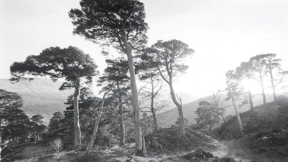 Bad Giuthais, Migearnaidh
