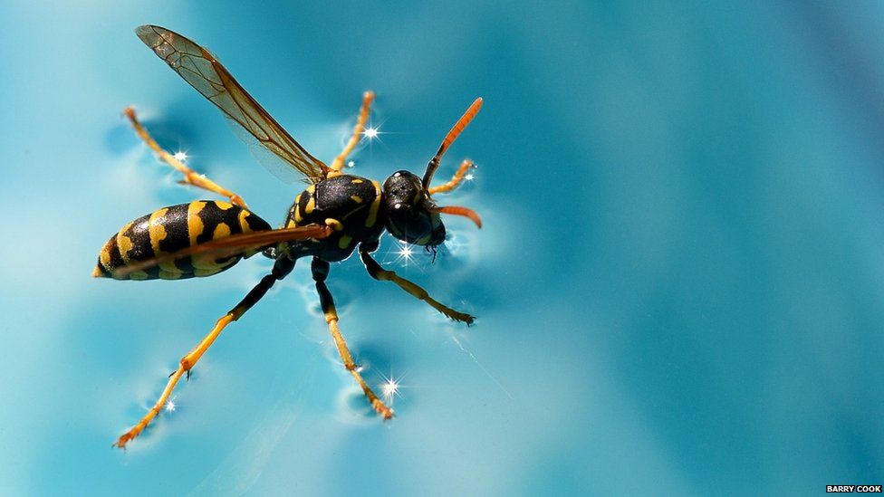 Wasp on a swimming pool