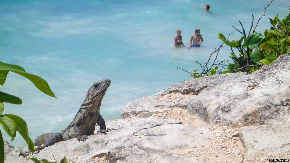 Wildlife and swimmers in Mexico