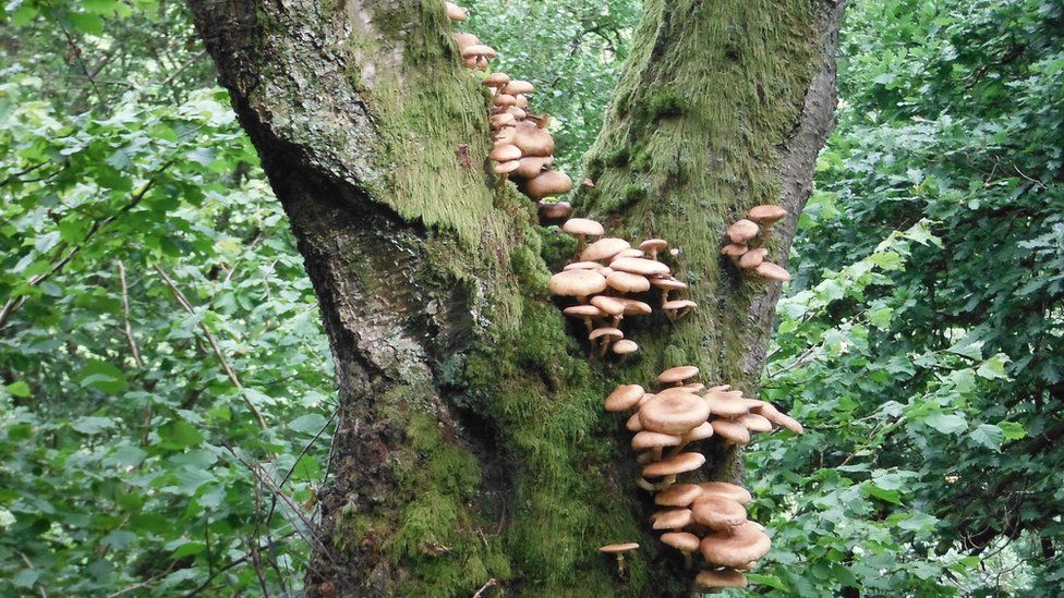 Fungi growing on a tree