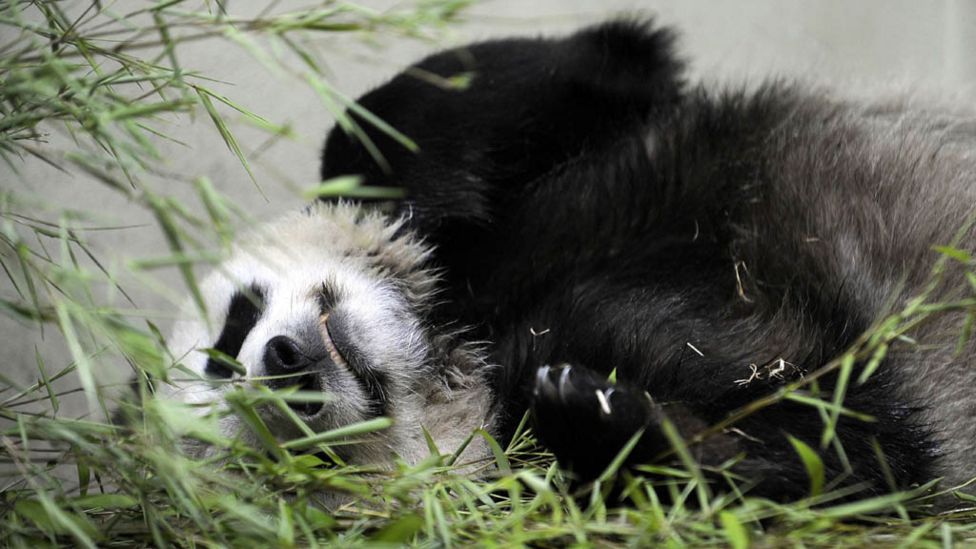 Giant panda breeding programme at Edinburgh Zoo suspended - BBC News