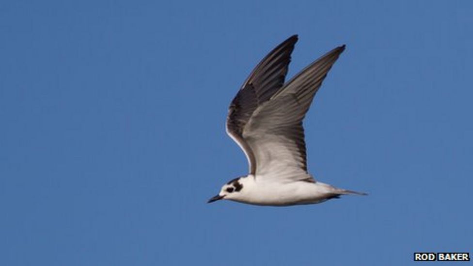 White-winged black tern at Attenborough Nature Reserve - BBC News