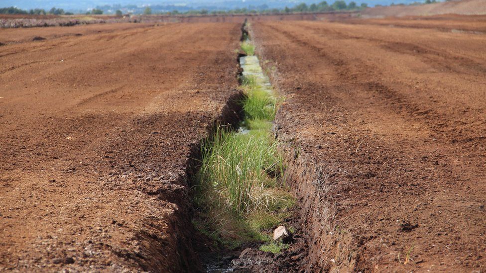 Violent death in the bogs of Ireland BBC News