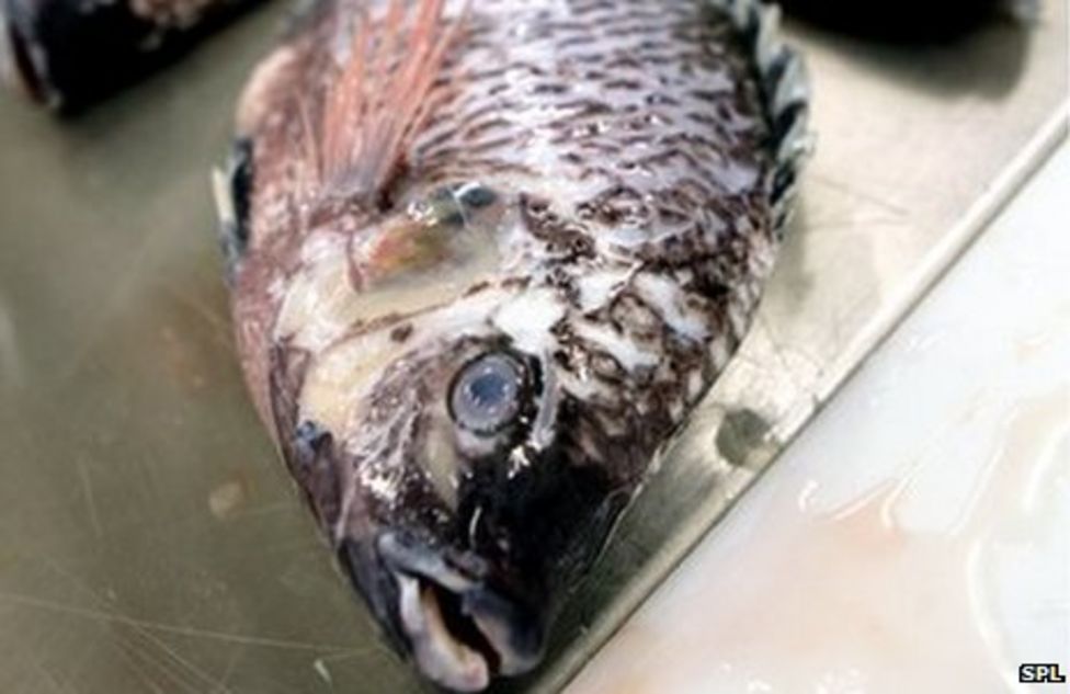 Israel 'St Peter's Fish' to revive the Sea of Galilee BBC News