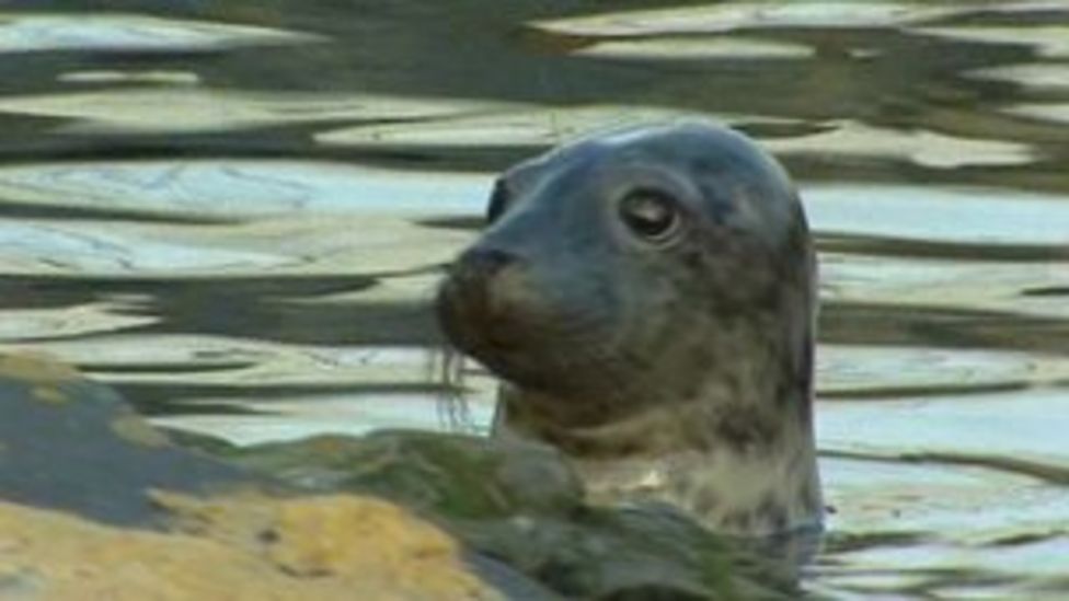 Exploris aquarium's future in doubt as firm pulls outs BBC News