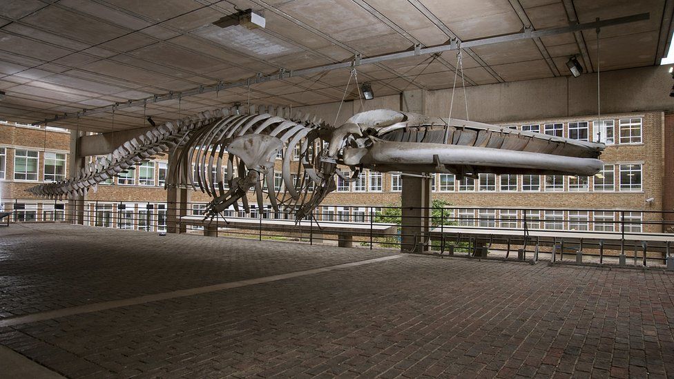 Whale skeleton, Museum of Zoology, Cambridge