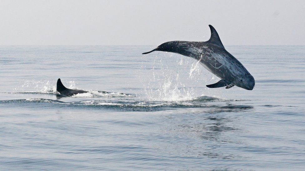 Risso's Dolphin