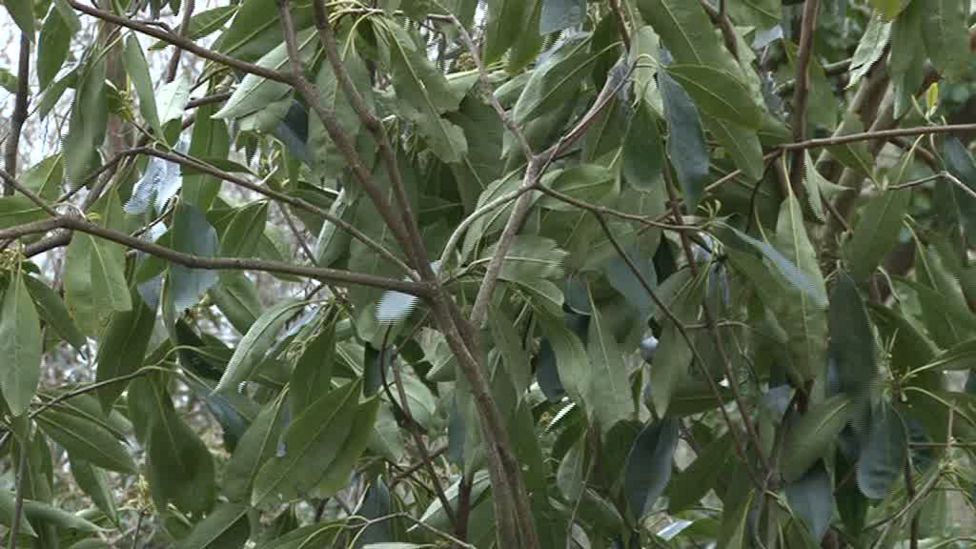 Jersey Crabbe centre reopens after £930k revamp BBC News