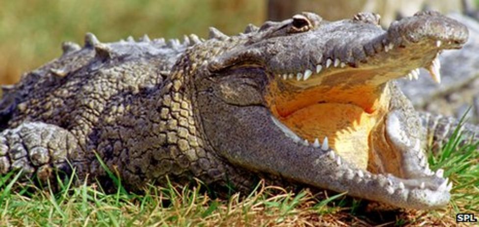 Belize: Police 'trained to handle crocodiles' - BBC News