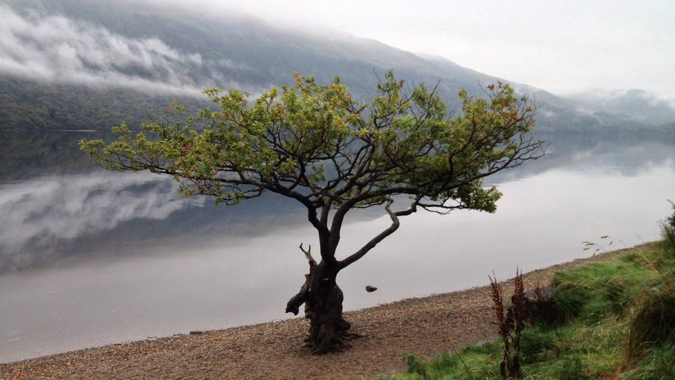 Tree on the banks of Loch Lomond