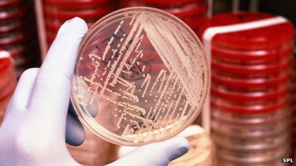 Microscopic 'bacterial zoos' built out of jelly BBC News