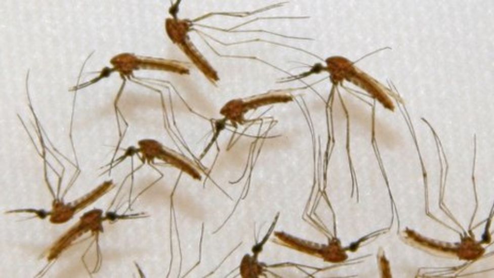 Forget Vaccines This Genetic Solution Could Conquer Malaria Goats And Soda - 64lvizf