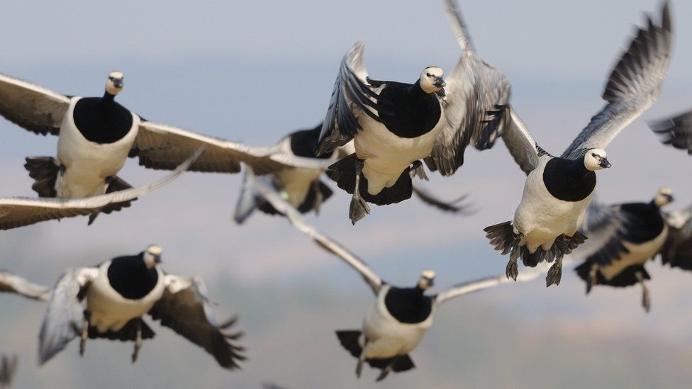 In Pictures: Wild Autumn Festival - Bbc News