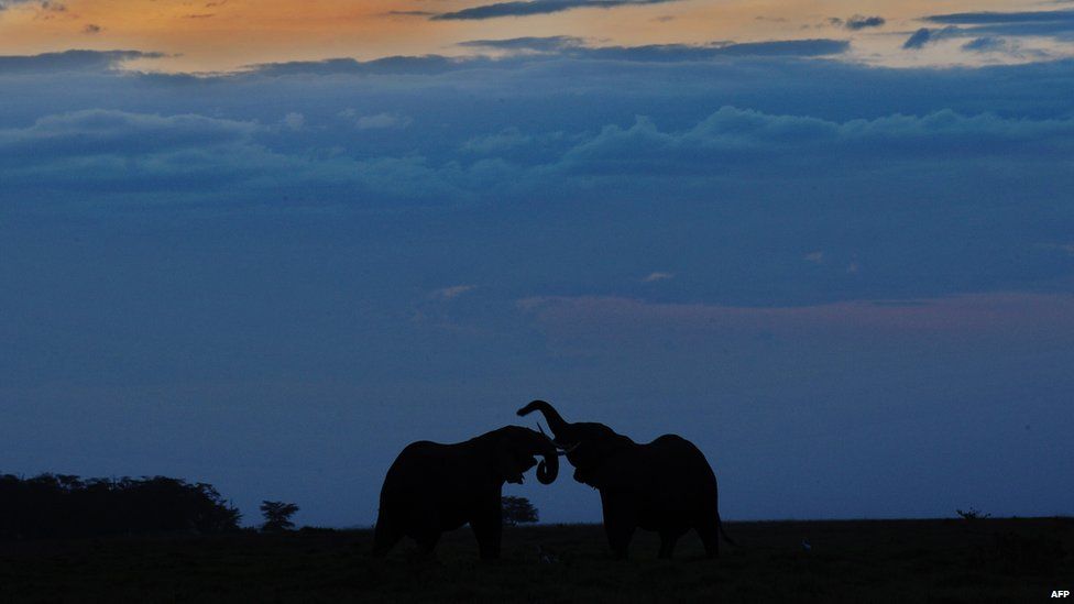 Elephants in Amboseli National Park, Kenya - Monday 7 October 2013