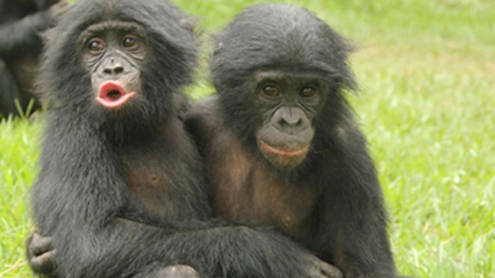 Ebola and ethics: Is animal welfare killing wild apes? - BBC News