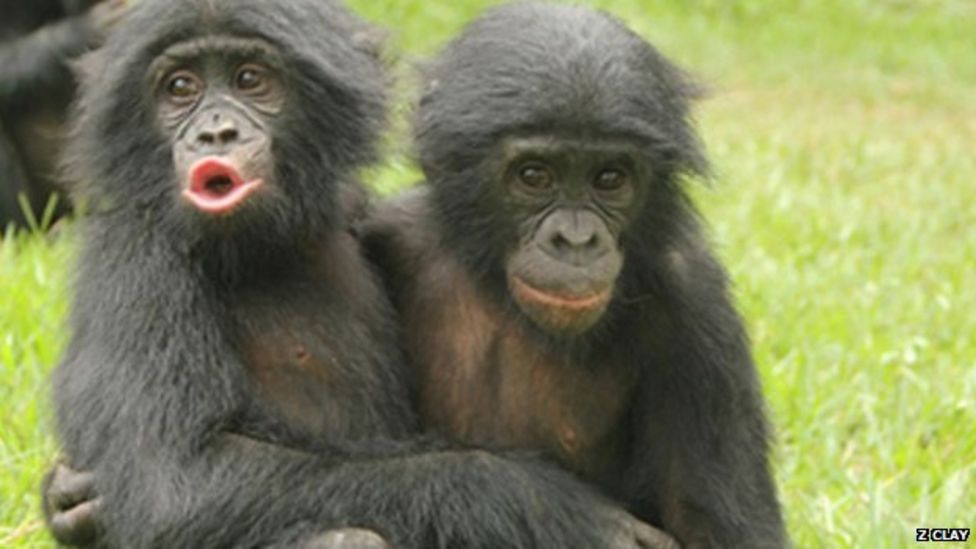 Apes Comfort Each Other Like Humans Bbc News