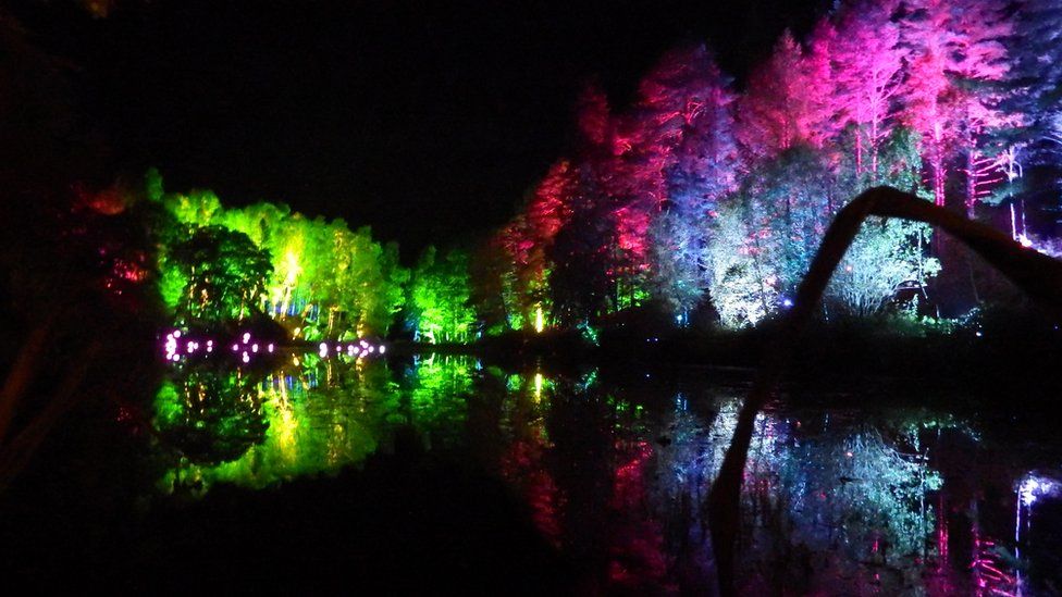 Forest lit by coloured lights