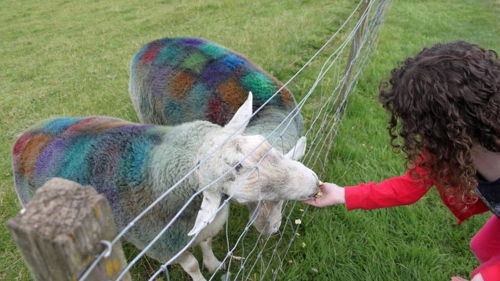 Eva feeding tartan sheep