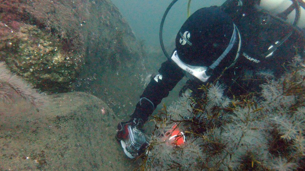 Diver