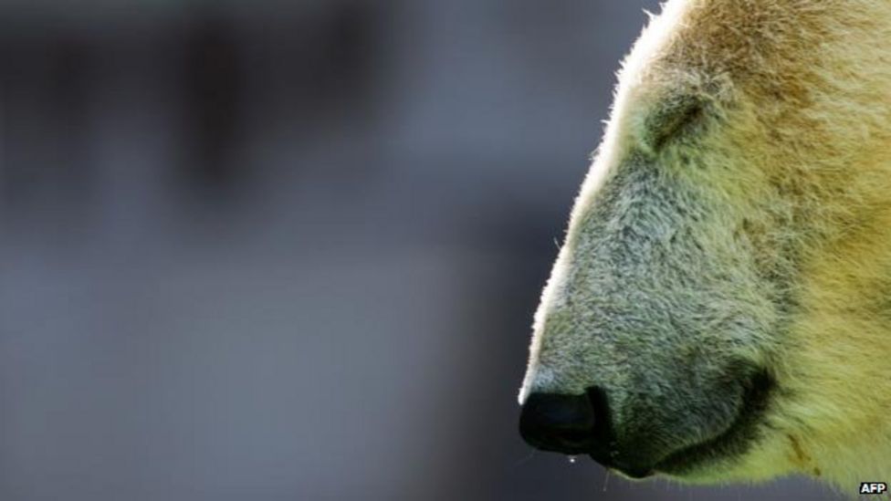 Bear necessities 10 Scottish facts about bears BBC News