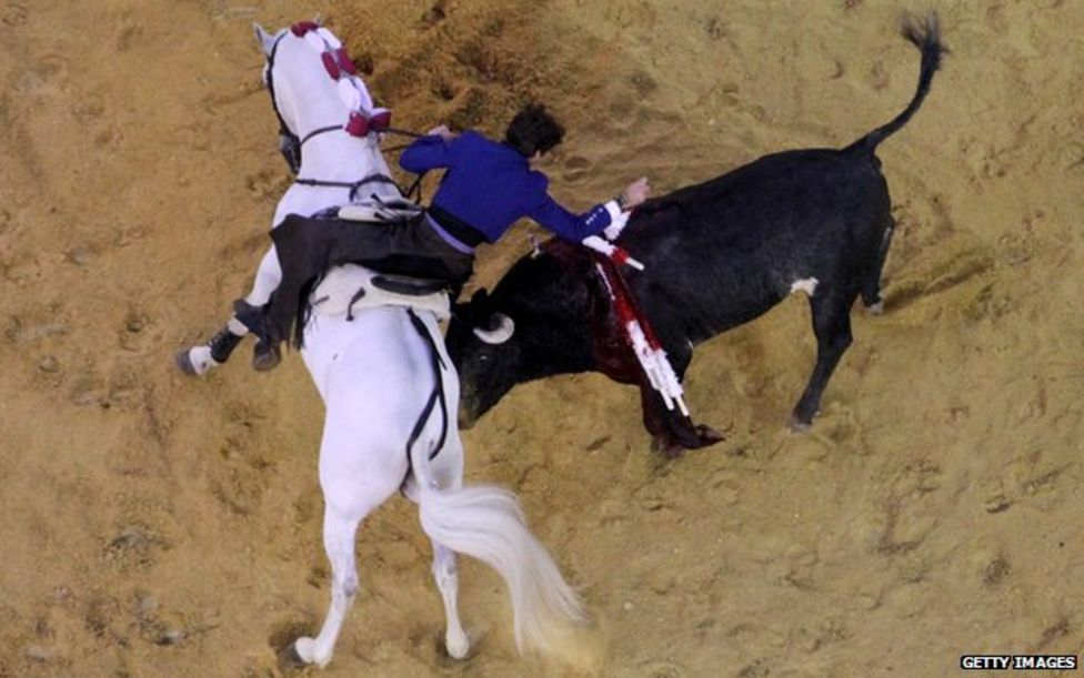 Trending The Battle Over Bullfighting In Colombia Bbc News