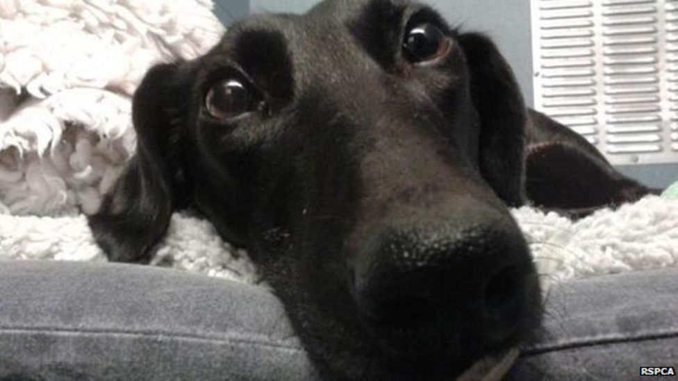 Lurcher has surgery after North Hykeham hare courser attack BBC News