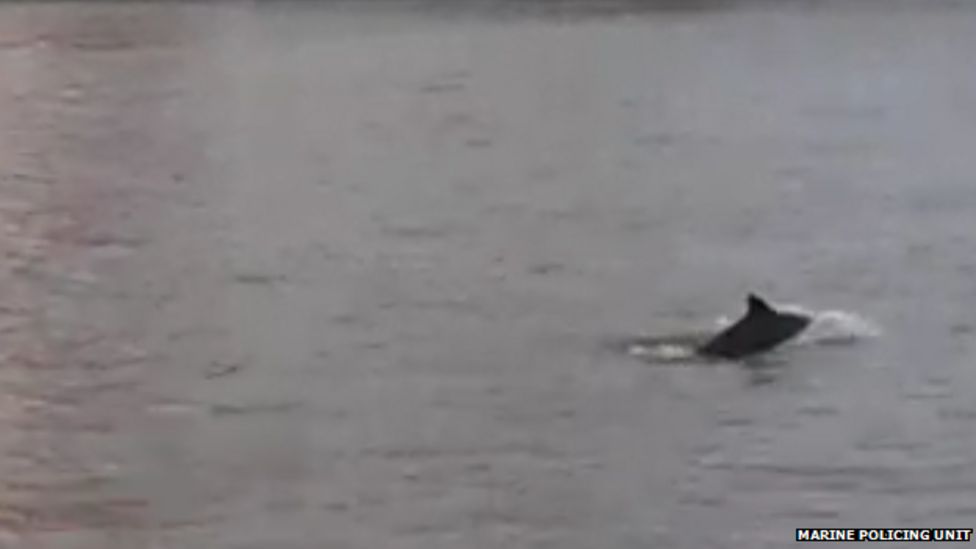 Five porpoises spotted in River Thames - BBC Newsround