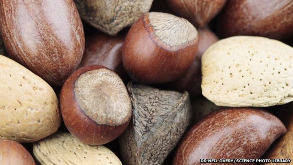 Eating nuts during pregnancy 'may curb allergies' BBC News