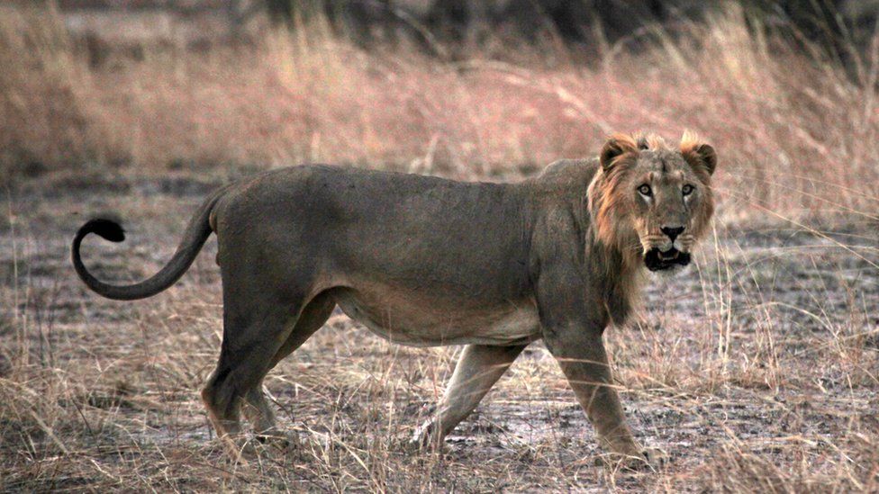 Lion in Prandjari national park in Benin