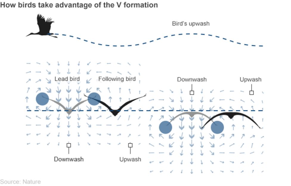 Fly like a bird The V formation finally explained BBC News