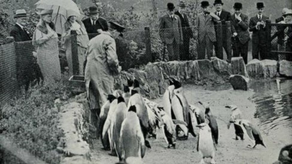 100 years of Edinburgh zoo penguins BBC News