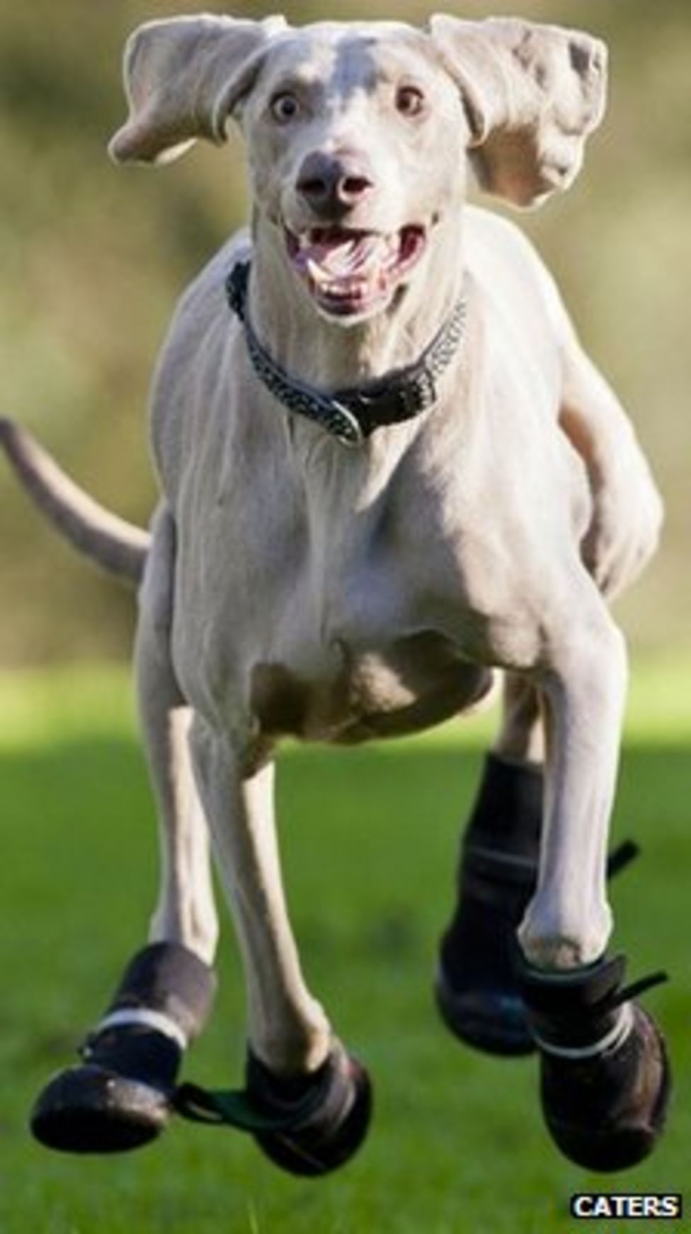 Bluey the dog's special boots for grass allergy BBC News