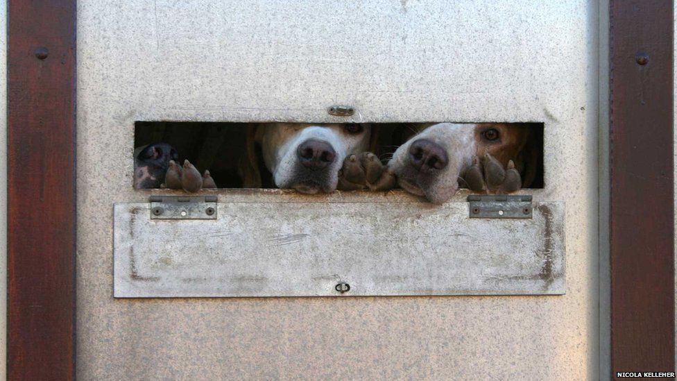 Dogs in trailer