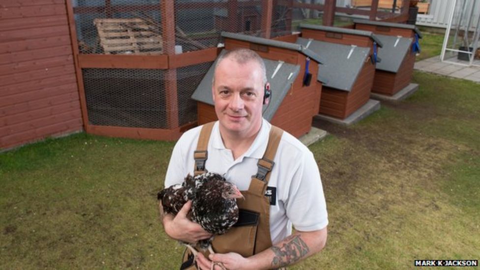 Free range chickens kept in Edinburgh prison BBC News