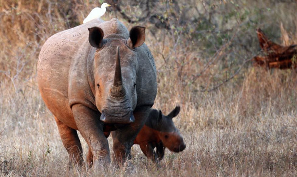Vietnam's illegal trade in rhino horn BBC News