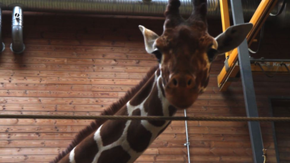 Why did Copenhagen Zoo kill its giraffe? BBC News