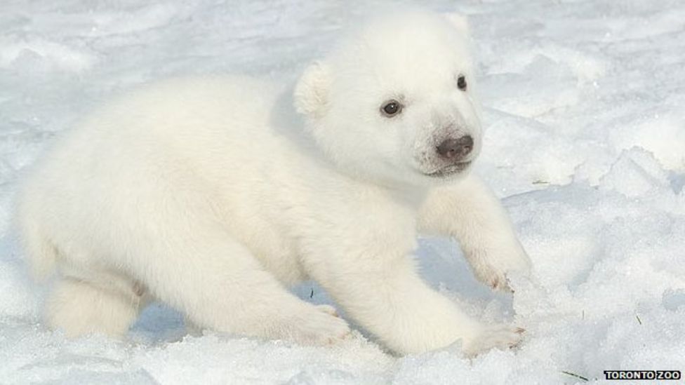 Canada: Mysterious origins for baby polar bear's name - BBC News